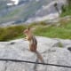 Chipmunk taking in the view near Panorama Point on the Skyline Trail @ Mount Rainier National Park