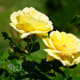 Woodland Rose Garden - Seattle