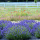 Washington Lavender Farm near Sequim Washington