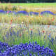 Washington Lavender Farm near Sequim Washington