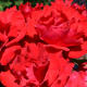 Woodland Rose Garden - Seattle