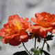 Woodland Rose Garden - Seattle