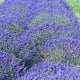 Washington Lavender Farm near Sequim Washington