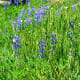 Wildflowers off of the Hurricane Hill Trail @ Olympic National Park