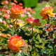 Woodland Rose Garden - Seattle