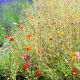 Washington Lavender Farm near Sequim Washington