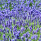 Washington Lavender Farm near Sequim Washington
