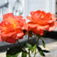 Woodland Rose Garden - Seattle