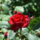 Woodland Rose Garden - Seattle