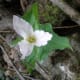 Flower in Forest Park in Portland