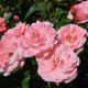 International Rose Test Garden at Washington Park in Portland