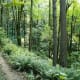 Wildwood Trail in Forest Park in Portland