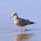 Bird walking in the water at Cannon Beach