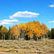 Aspens along Moose-Wilson Road in Grand Teton National Park, Wyoming
