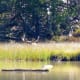 Moose at Taggart Lake in Grand Teton National Park, Wyoming