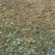 Pebbles through the water of Haystack Creek