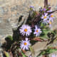 Beautiful flowers