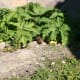 Ground squirrel