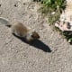 Ground squirrel