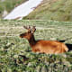 Elk near the Trail Ridge Road Summit in Rocky Mountain National Park