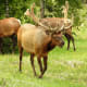 Elk grazing at Timber Creek Campground off of Trail Ridge Road in Rocky Mountain National Park near Grand Lake, Colorado.