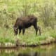 Female moose grazing off of Trail Ridge Road in Rocky Mountain National Park near Grand Lake, Colorado.