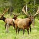 Elk grazing at Timber Creek Campground off of Trail Ridge Road in Rocky Mountain National Park near Grand Lake, Colorado.