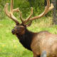 Elk grazing at Timber Creek Campground off of Trail Ridge Road in Rocky Mountain National Park near Grand Lake, Colorado.