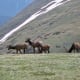 Elk near the Trail Ridge Road Summit in Rocky Mountain National Park