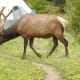 Elk grazing at Timber Creek Campground off of Trail Ridge Road in Rocky Mountain National Park near Grand Lake, Colorado.