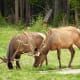 Elk grazing at Timber Creek Campground off of Trail Ridge Road in Rocky Mountain National Park near Grand Lake, Colorado.