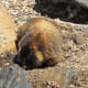 Marmot at the top of the Alpine Ridge Trail at the Alpine Visitor Center off of Trail Ridge Road in Rocky Mountain National Park