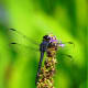 Dragonfly at the Norfolk Botanical Gardens in Norfolk, VA