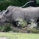 Rhino at the Virginia Zoological Park in Norfolk, VA