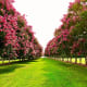 Crepe Myrtles at the Norfolk Botanical Gardens in Norfolk, VA