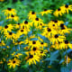 Flowers at the Norfolk Botanical Gardens in Norfolk, VA