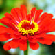 Beautiful red flower at the Norfolk Botanical Gardens in Norfolk, VA