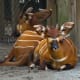 Bongo antelope at the Virginia Zoological Park in Norfolk, VA