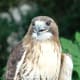 Red-Tailed Hawk at the Virginia Zoological Park in Norfolk, VA