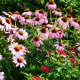 Flowers at the Norfolk Botanical Gardens in Norfolk, VA