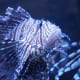 Lionfish at the Naval Musuem Nauticus Lobby in the Saltwater Aquarium in Norfolk, VA