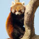 Red Panda at the Virginia Zoological Park in Norfolk, VA