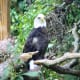 Bald Eagle at the Virginia Zoological Park in Norfolk, VA