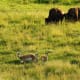 Pronghorns and Bison in Lamar Valley in Yellowstone National Park