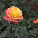 Yellow rose