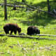 Black bears in Hayden Valley in Yellowstone National Park