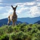 Pronghorn in Lamar Valley in Yellowstone National Park