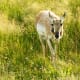 Pronghorn in Lamar Valley in Yellowstone National Park