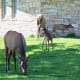 Elk near Mammoth Hot Springs in Yellowstone National Park