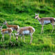Pronghorn family in Lamar Valley in Yellowstone National Park